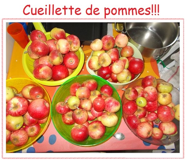 Notre récolte de pommes